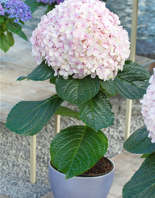 Hydrangea macrophylla Avantgarde