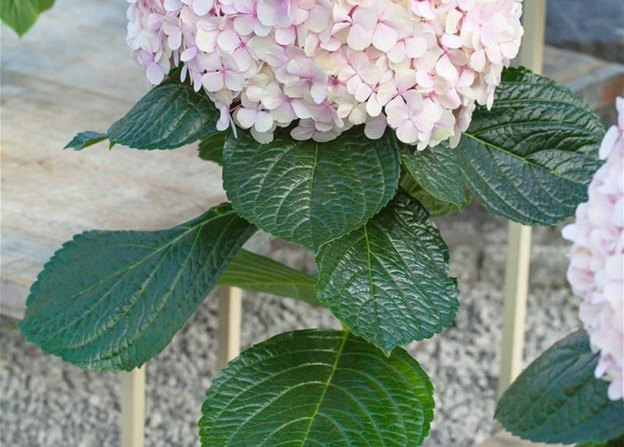 Hydrangea macrophylla Avantgarde