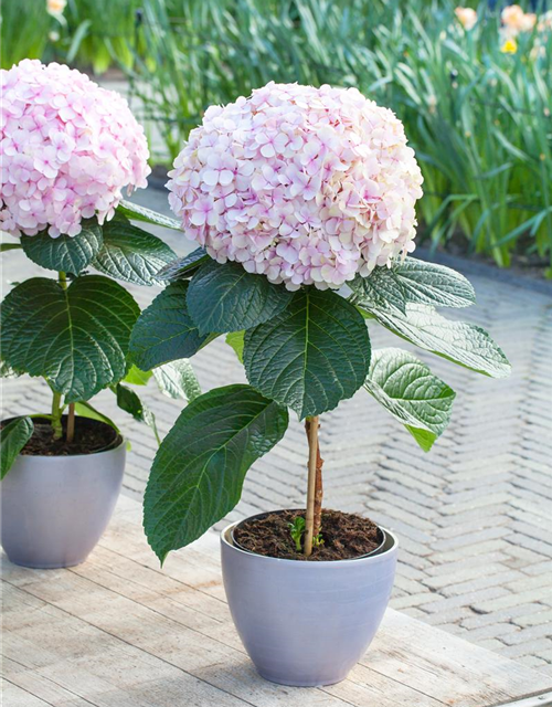 Hydrangea macrophylla Avantgarde