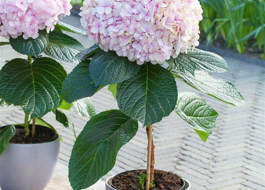 Hydrangea macrophylla Avantgarde