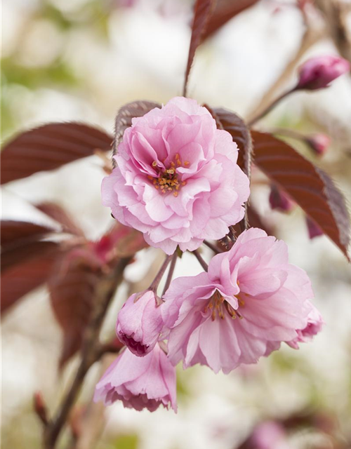 Prunus serrulata Royal Burgundy