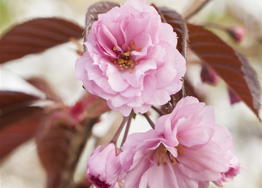 Prunus serrulata Royal Burgundy