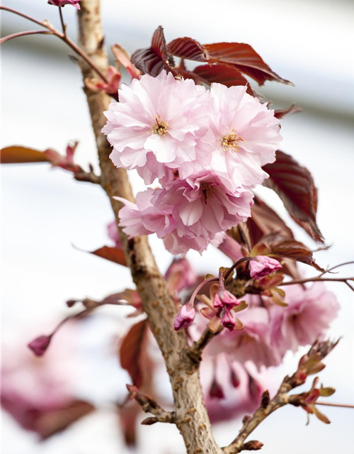 Prunus serrulata Royal Burgundy