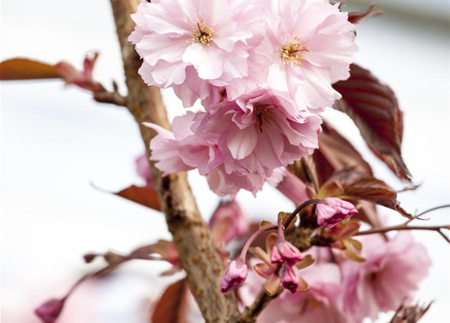 Prunus serrulata Royal Burgundy