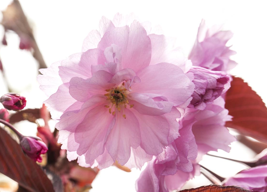 Prunus serrulata Royal Burgundy