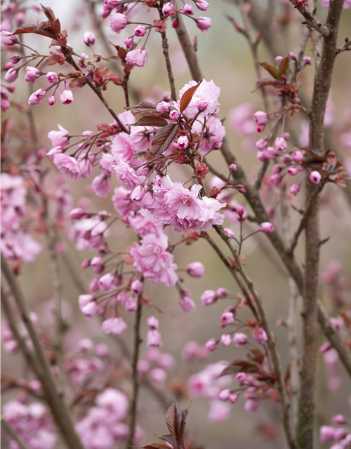 Prunus serrulata Royal Burgundy