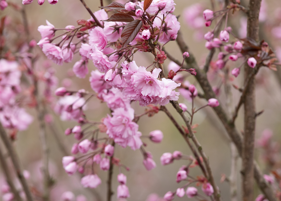 Prunus serrulata Royal Burgundy