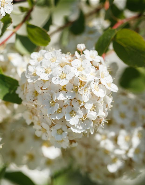 Spiraea vanhouttei