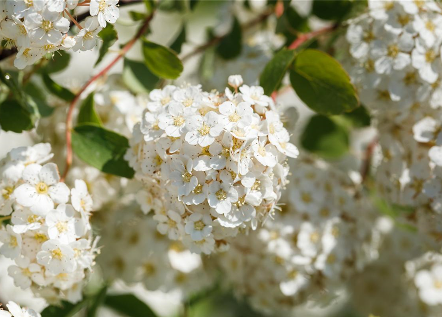 Spiraea vanhouttei