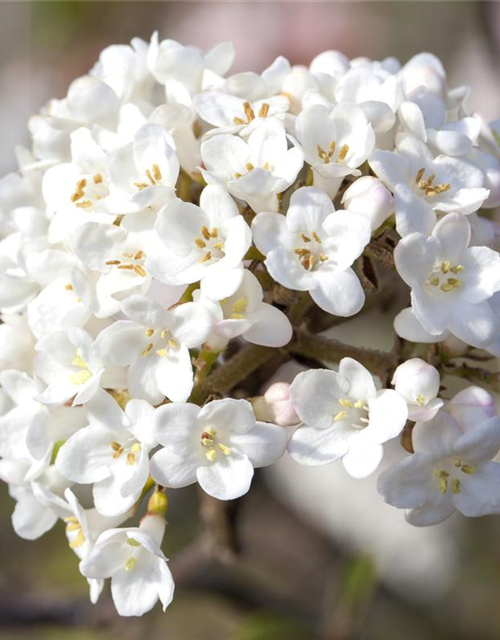 Viburnum carlesii Aurora