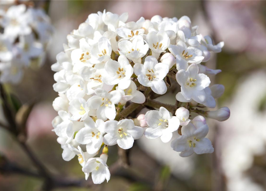 Viburnum carlesii Aurora