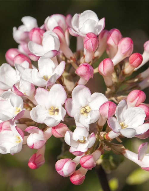 Viburnum carlesii Aurora