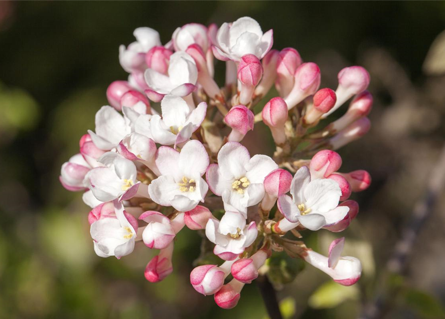 Viburnum carlesii Aurora