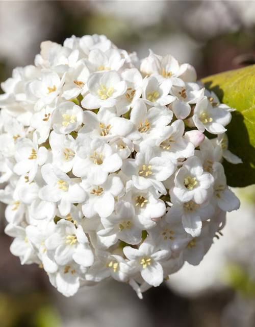 Viburnum carlesii Aurora