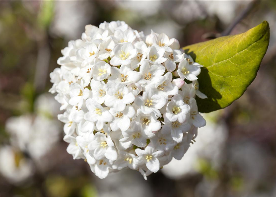 Viburnum carlesii Aurora