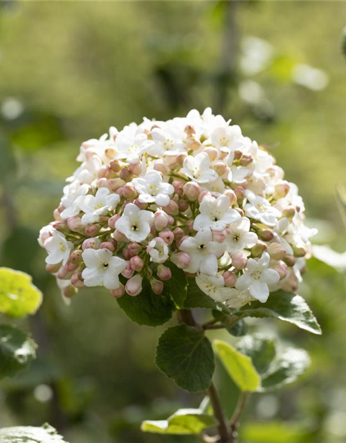 Viburnum carlesii Aurora