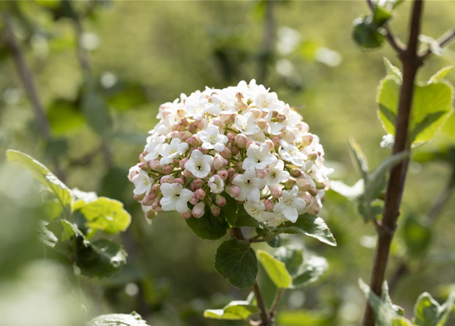 Viburnum carlesii Aurora