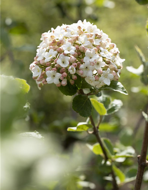 Viburnum carlesii Aurora