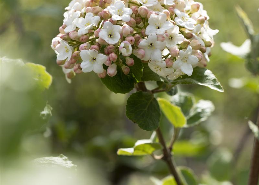 Viburnum carlesii Aurora