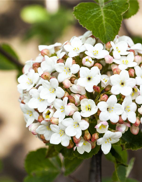 Viburnum carlesii Aurora