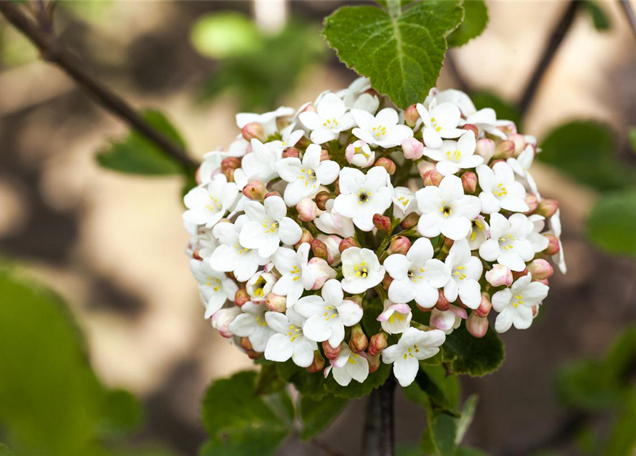 Viburnum carlesii Aurora