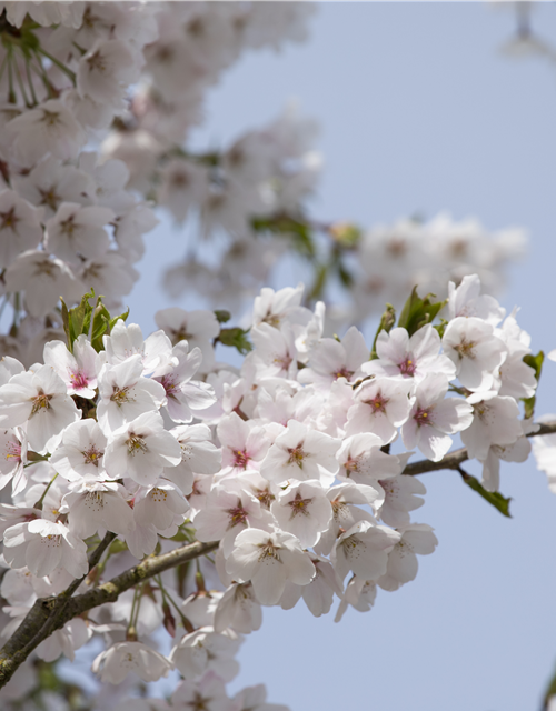 Prunus yedoensis