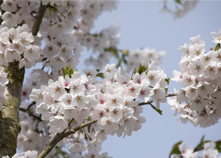 Prunus yedoensis