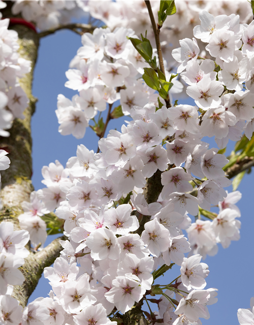 Prunus yedoensis