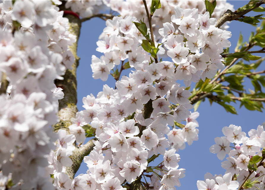 Prunus yedoensis