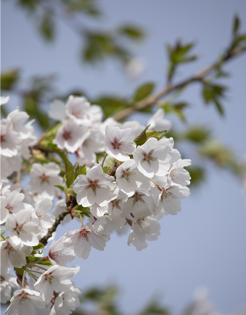 Prunus yedoensis