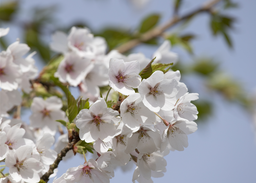 Prunus yedoensis