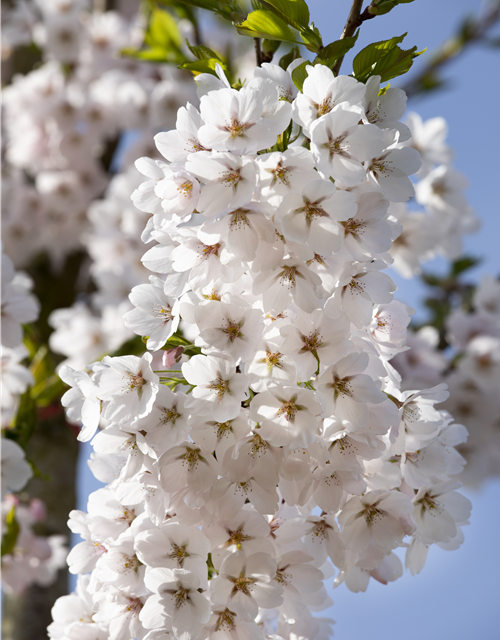 Prunus yedoensis