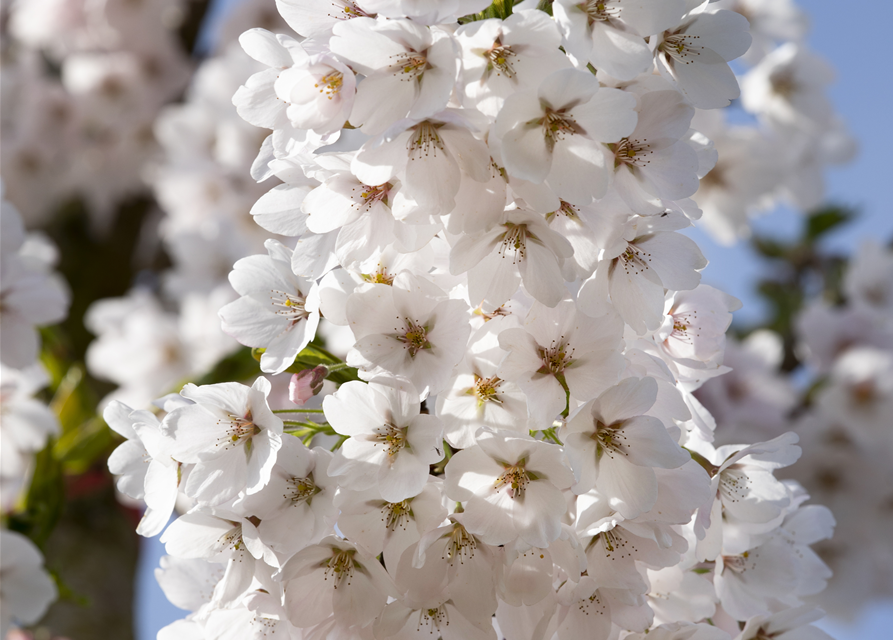 Prunus yedoensis