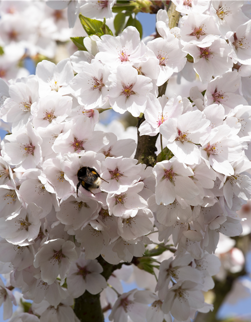 Prunus yedoensis