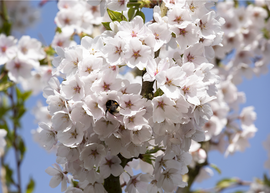 Prunus yedoensis