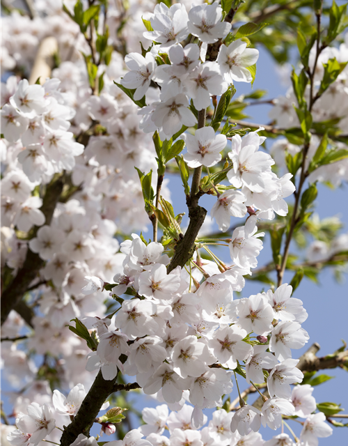 Prunus yedoensis