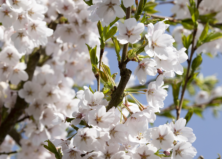 Prunus yedoensis