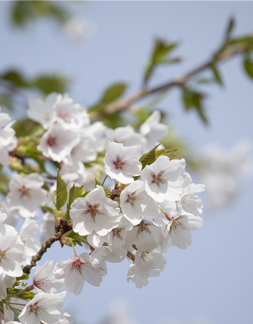 Prunus yedoensis