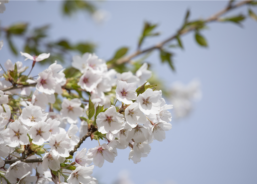 Prunus yedoensis