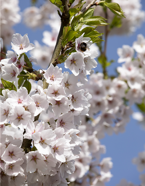 Prunus yedoensis