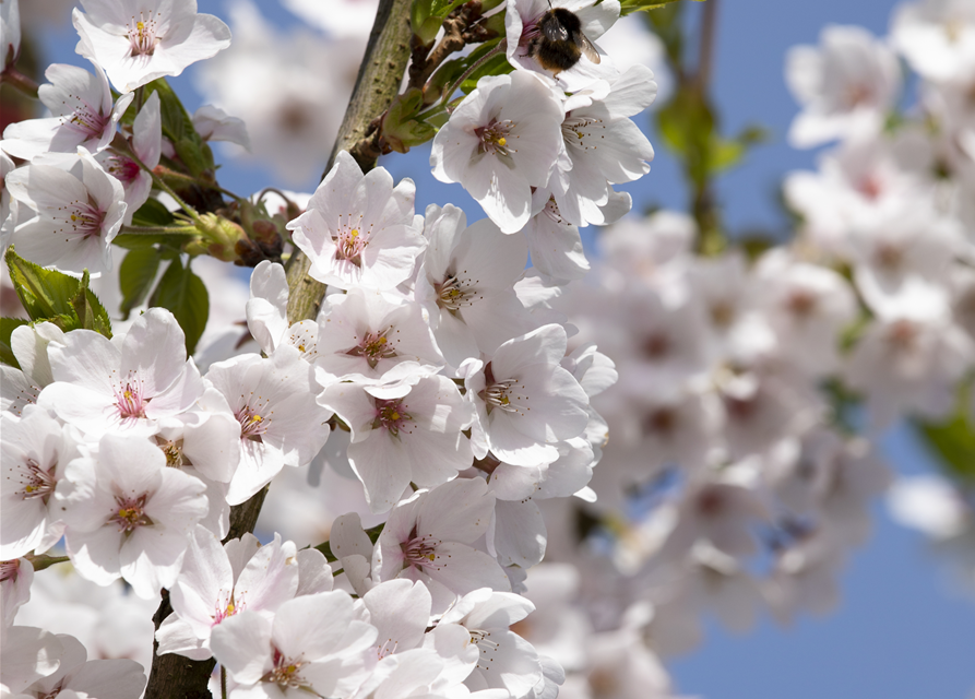 Prunus yedoensis