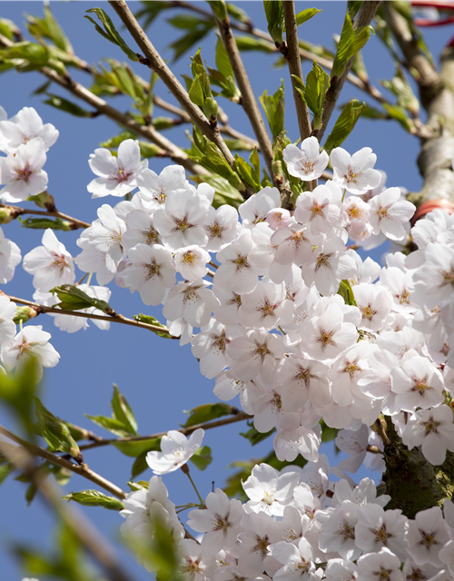 Prunus yedoensis