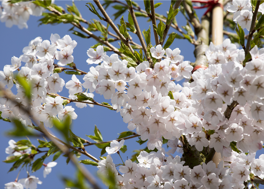 Prunus yedoensis