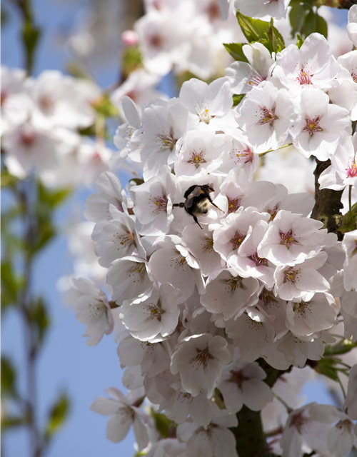 Prunus yedoensis