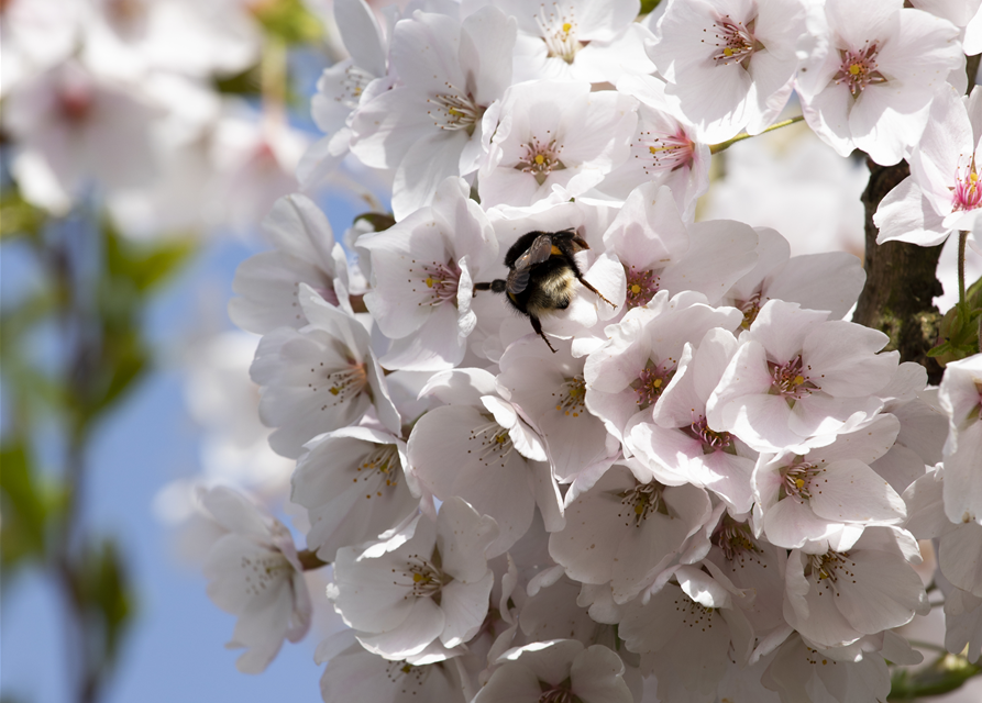 Prunus yedoensis