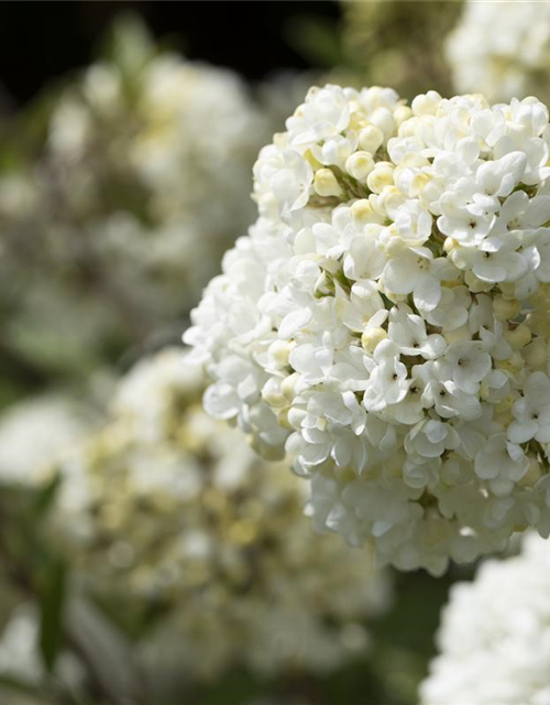 Viburnum Eskimo