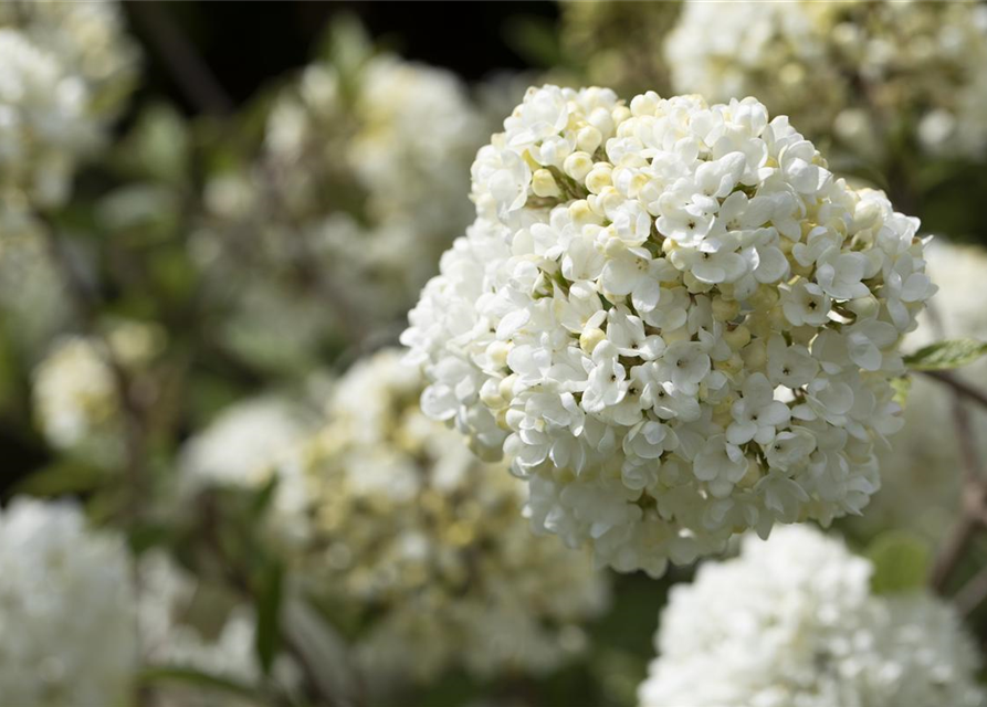 Viburnum Eskimo