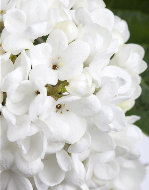 Viburnum Eskimo