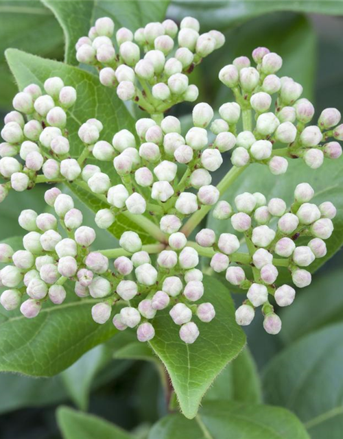 Viburnum Eskimo