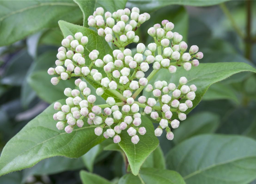 Viburnum Eskimo